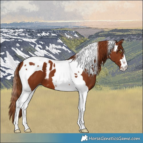 Horse Color:Chestnut Tobiano Skewed LP Spotted 