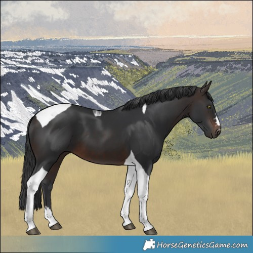 Horse Color:Brown Tobiano 