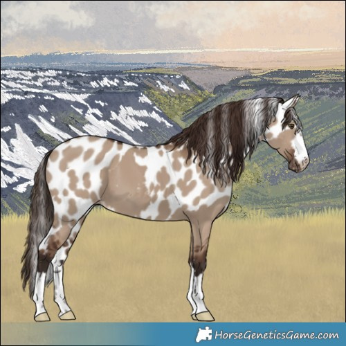 Horse Color:Liver Red Dun Skewed LP Spotted