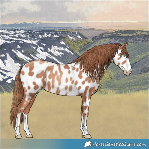 Horse Color:Gold Champagne Near Leopard