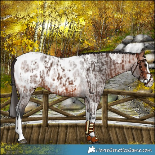 Horse Color:Bay Splash Tobiano Near Leopard  and Bay Roan Splash Near Leopard 