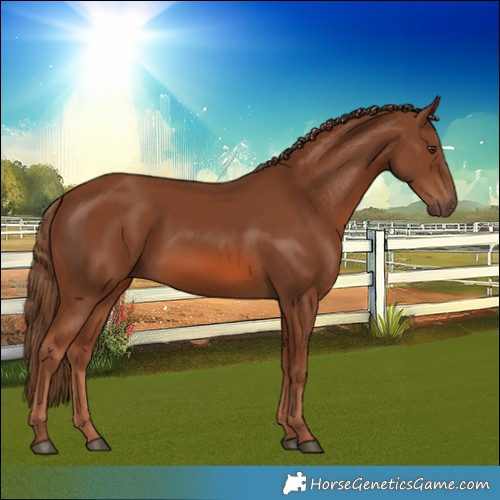 Horse Color:Chestnut 