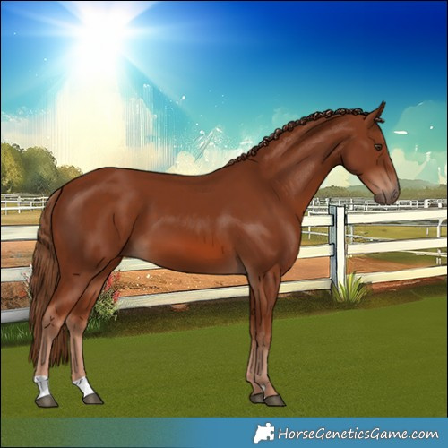 Horse Color:Unknown 
