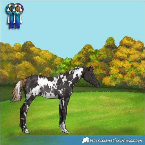 Horse Color:White Spotted Liver Chestnut Rabicano