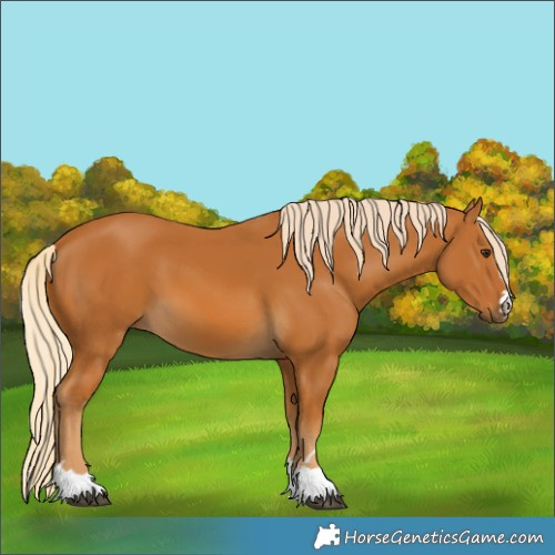 Horse Color:Palomino 