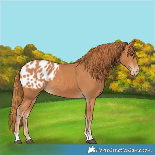 Horse Color:Chestnut Blanket 