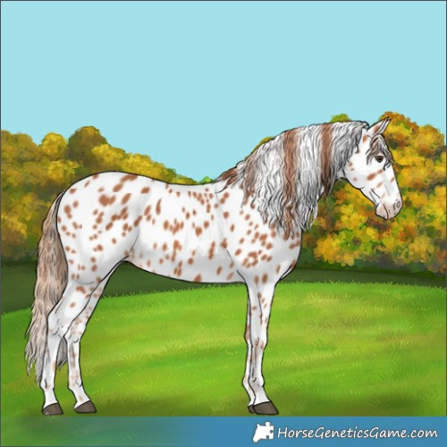 Horse Color:Chestnut Leopard 