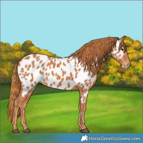 Horse Color:Chestnut Near Leopard