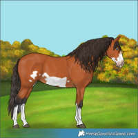 Horse Color:Bay Splash Frame