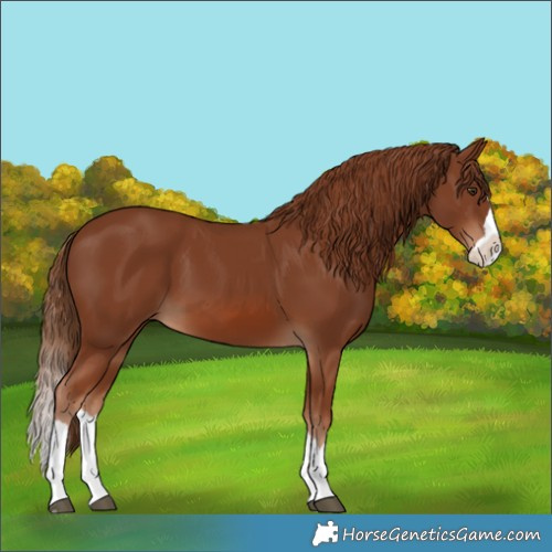 Horse Color:Chestnut Splash