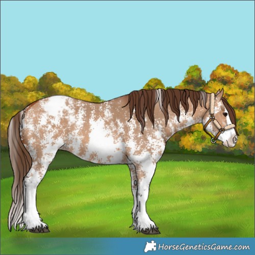 Horse Color:Bay Dun Sabino Splash Varnish 