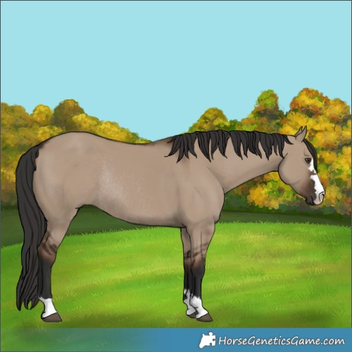 Horse Color:Liver Red Dun Rabicano 