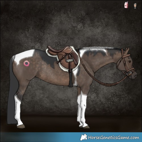 Horse Color:Brown Dun Tobiano Rabicano