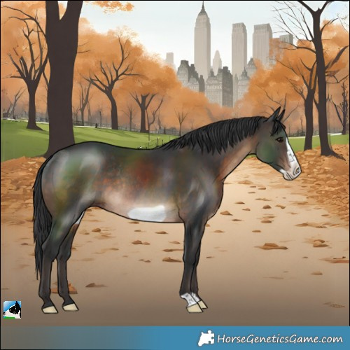 Horse Color:Brown Frame Rabicano 