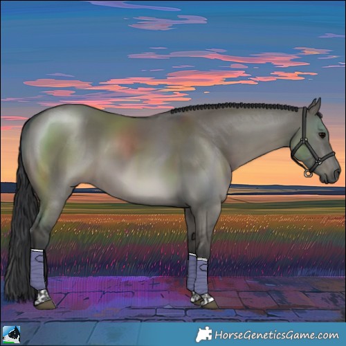 Horse Color:Grullo Tobiano Rabicano
