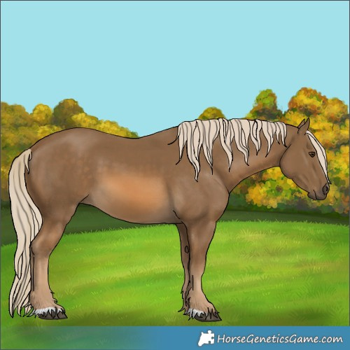 Horse Color:Chocolate Palomino 