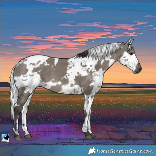 Horse Color:Grullo Harlequin Merle Rabicano Brindle 