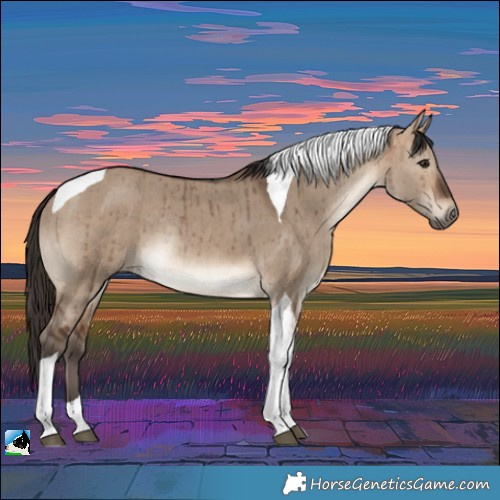 Horse Color:Bay Dun Tobiano Rabicano Brindle 