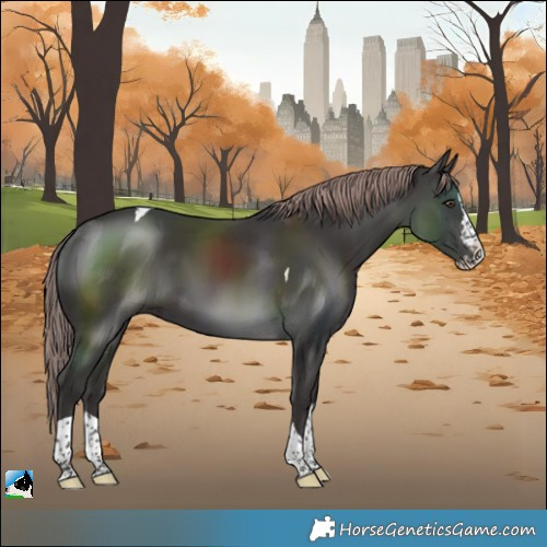 Horse Color:Platinum Liver Chestnut Splash Tobiano Rabicano
