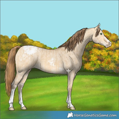 Horse Color:Amber Cream Champagne Dun Sabino Tobiano Varnish  and Amber Cream Champagne Dun Sabino Tobiano Varnish 