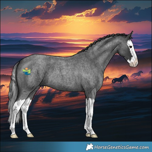 Horse Color:Blue Roan Splash