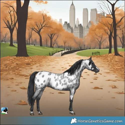 Horse Color:Blue Roan Near Leopard Rabicano