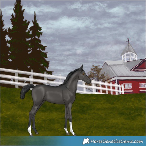 Horse Color:Black Tobiano