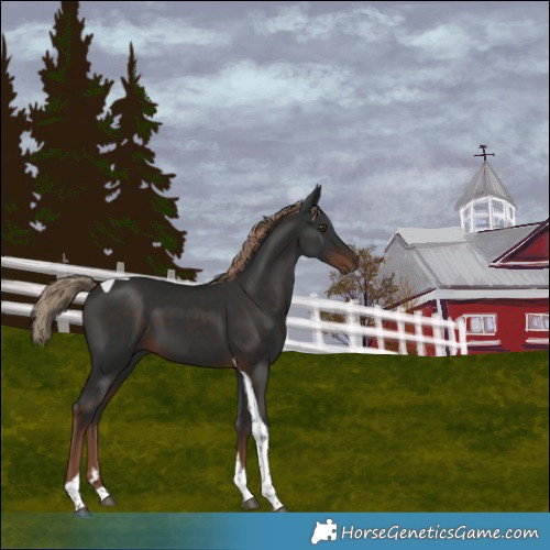 Horse Color:Liver Chestnut Tobiano