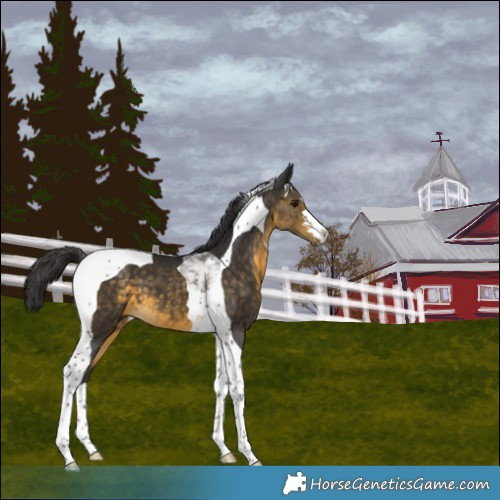 Horse Color:Buckskin Tobiano 