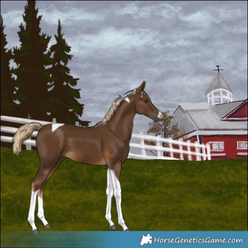 Horse Color:Chocolate Palomino Tobiano