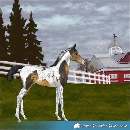 Horse Color:Buckskin Tobiano