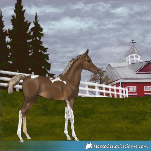 Horse Color:Chocolate Palomino Tobiano Rabicano 