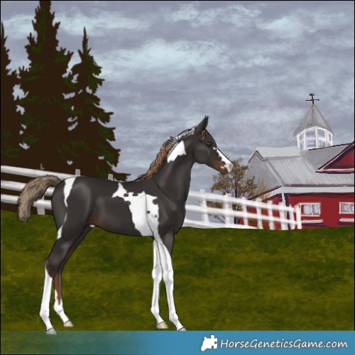 Horse Color:Liver Chestnut Tobiano 