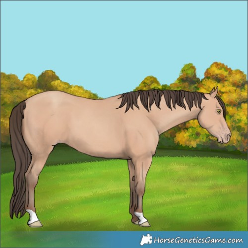 Horse Color:Amber Champagne 