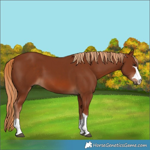Horse Color:Chestnut 