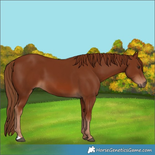 Horse Color:Chestnut 