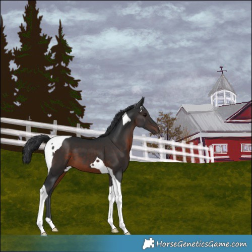 Horse Color:Brown Tobiano 