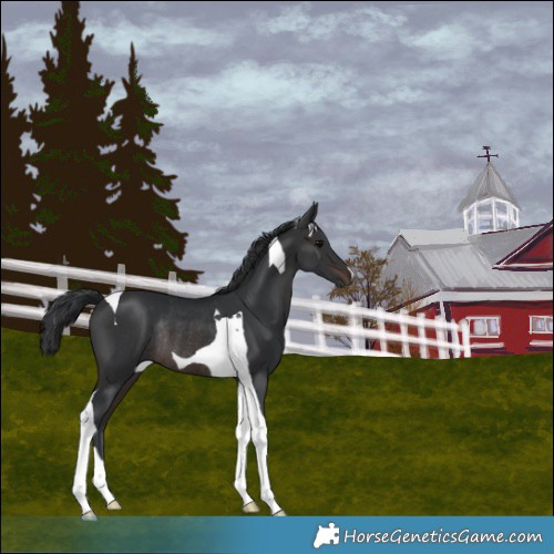 Horse Color:Brown Tobiano Rabicano 