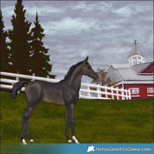 Horse Color:Buckskin 