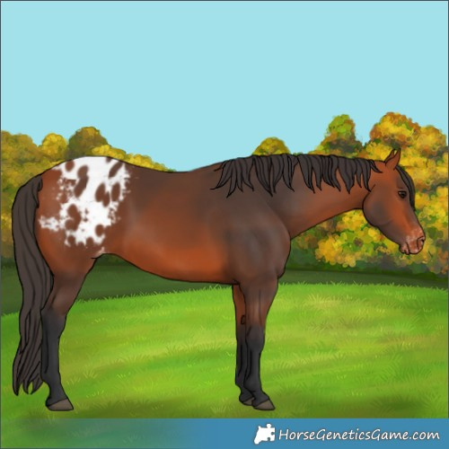 Horse Color:Bay Blanket 
