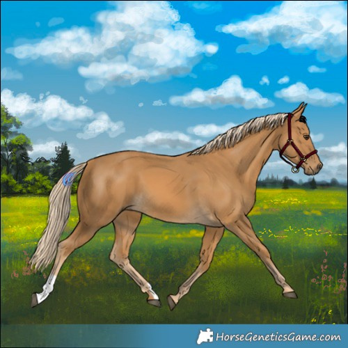 Horse Color:Palomino 
