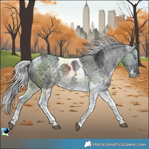 Horse Color:Silver Black Chinchilla Merle 