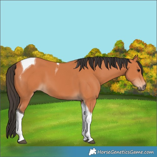Horse Color:Bay Tobiano