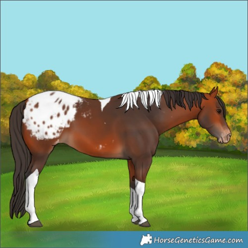 Horse Color:Bay Tobiano Blanket