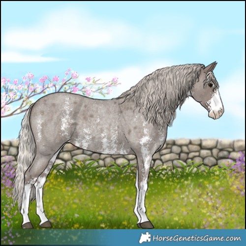 Horse Color:Silver Blue Roan Sabino 