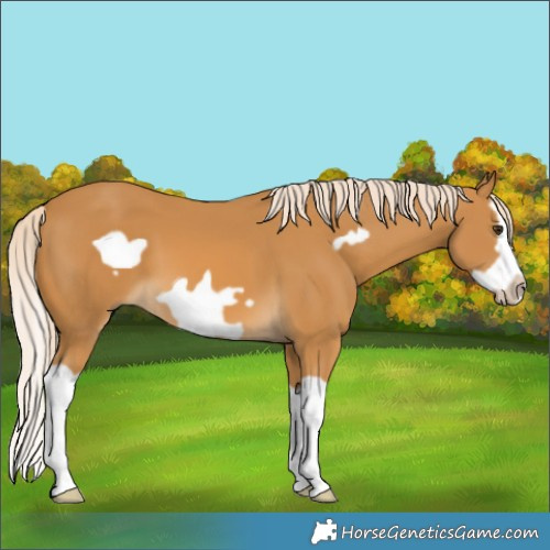 Horse Color:Palomino Splash Frame 