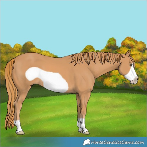 Horse Color:Chestnut Frame