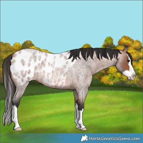 Horse Color:Bay Roan Splash Near Leopard 
