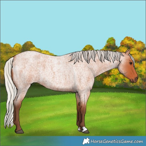 Horse Color:Silver Bay Roan