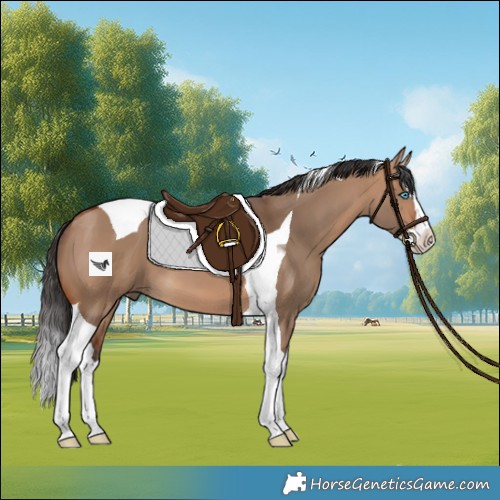 Horse Color:Bay Dun Splash Tobiano 